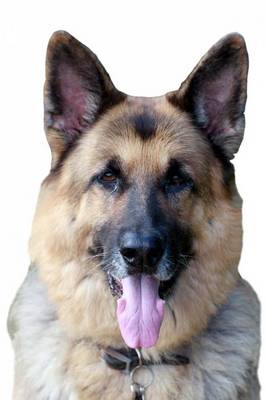 Book cover for German Shepperd Portrait (for the Love of Dogs)