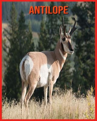 Book cover for Antilope