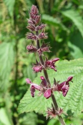 Cover of Stachys Sylvatica Hedge Woundwort Flower Blooming