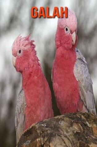 Cover of Galah