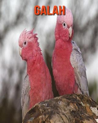 Book cover for Galah