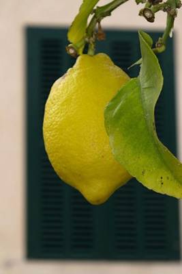 Book cover for A Luscious Yellow Lemon on a Lemon Tree Journal