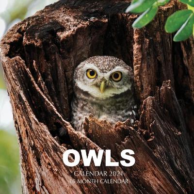 Book cover for Owls Calendar 2021