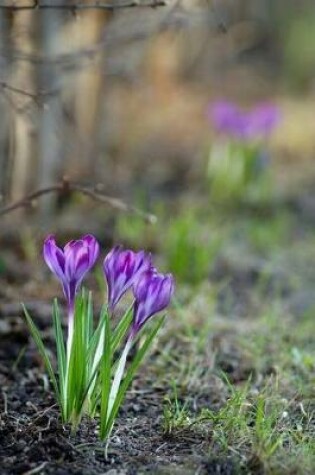 Cover of Early Spring Crocus Flowers in Blossom Journal