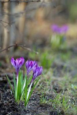 Book cover for Early Spring Crocus Flowers in Blossom Journal