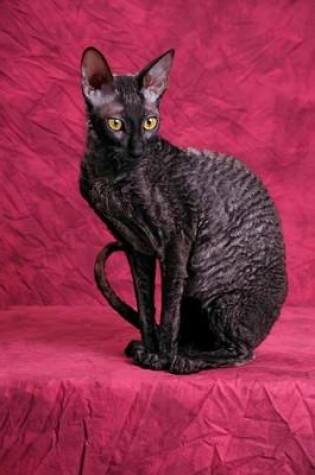 Cover of The Cornish Rex Cat Journal I Hereby Grant You Permission to Bask in My Glory