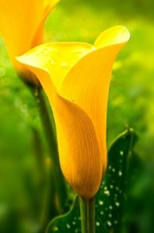 Cover of Yellow Calla Lily Journal