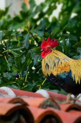 Book cover for Brightly Colored Rooster on a Roof Journal