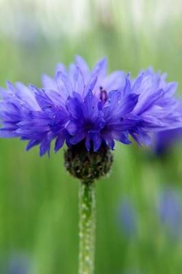 Book cover for Bluish Purple - Blank Notebook