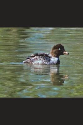 Book cover for Barrow's Goldeneye Duck Female Journal