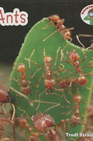 Cover of Ants