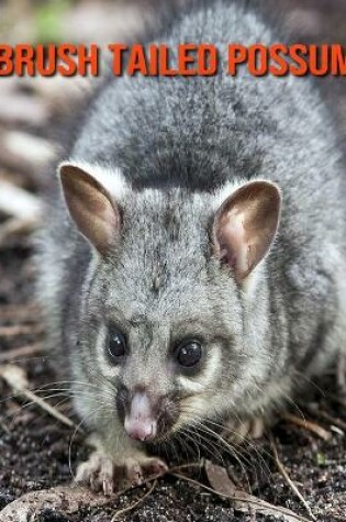 Cover of Brush Tailed Possum