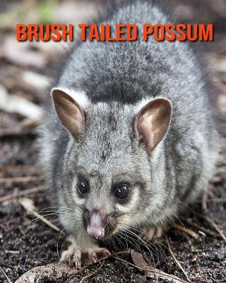 Book cover for Brush Tailed Possum