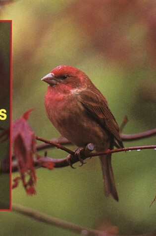 Cover of National Audubon Society Pocket Guide to Songbirds and Familiar Backyard Birds: Eastern Region