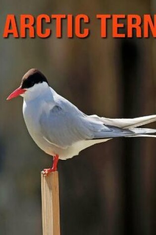Cover of Arctic Tern