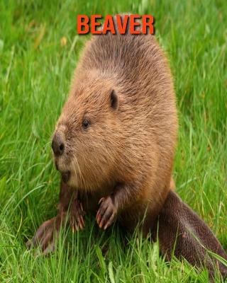 Book cover for Beaver