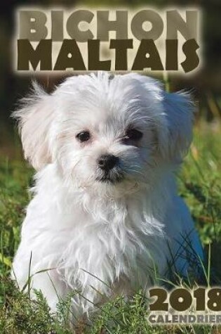 Cover of Bichon Maltais 2018 Calendrier (Edition France)