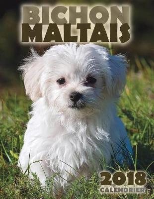 Book cover for Bichon Maltais 2018 Calendrier (Edition France)