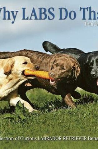 Cover of Why Labs Do That: A Collection of Curious Labrador Retriever Behaviours