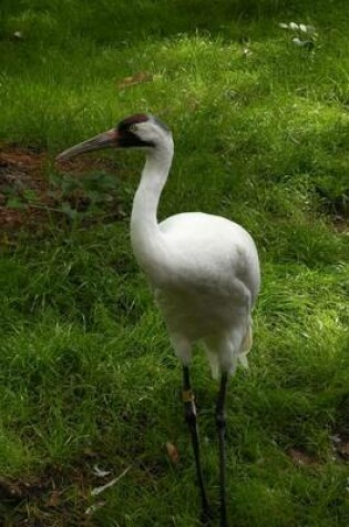 Cover of Whooping Crane in Florida, Birds of the World