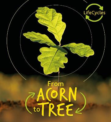 Book cover for Lifecycles - Acorn to Tree