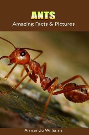 Cover of Ants