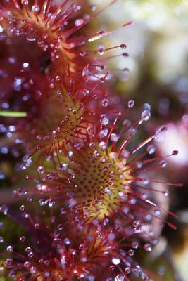 Book cover for Sundew Carnivorous Plant, for the Love of Nature