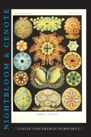 Cover of Nightbloom & Cenote