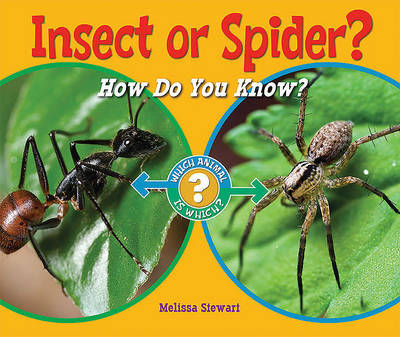 Book cover for Insect or Spider?