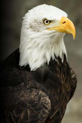 Book cover for Bald Eagle