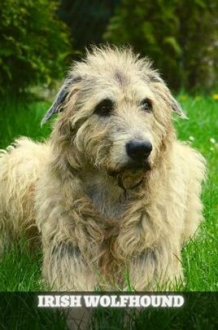 Cover of Irish Wolfhound