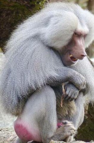 Cover of Hamadryas Baboon Sitting, for the Love of Animals