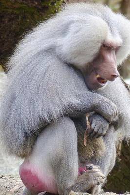 Book cover for Hamadryas Baboon Sitting, for the Love of Animals