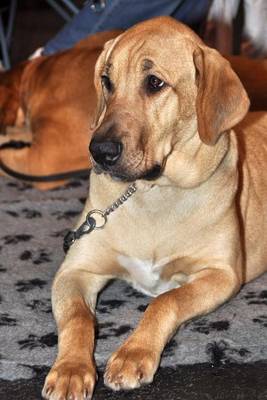 Book cover for The Broholmer Dutch Mastiff Dog Journal