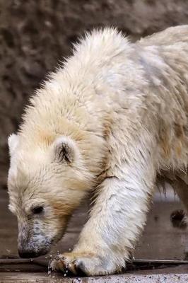 Book cover for Cute Polar Bear Cub Journal