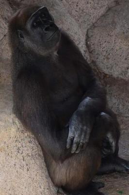 Book cover for A Gorilla Staring at the Ceiling