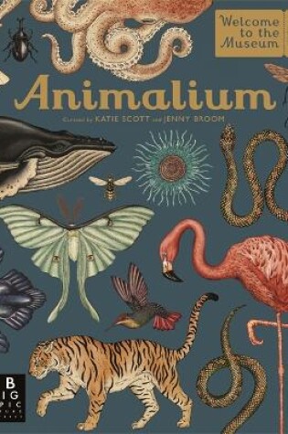 Cover of Animalium