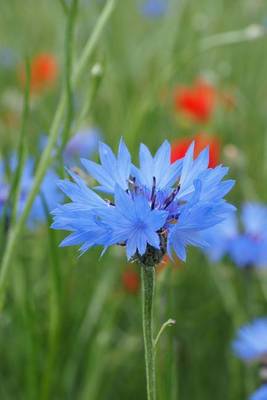 Book cover for Blue Cornflower in a Field, for the Love of Flowers