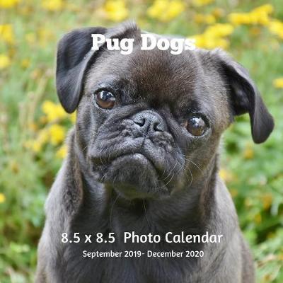 Book cover for Pug Dogs 8.5 X 8.5 Photo Calendar September 2019 -December 2020