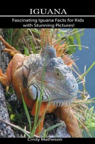 Cover of Iguana