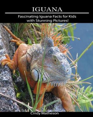 Book cover for Iguana