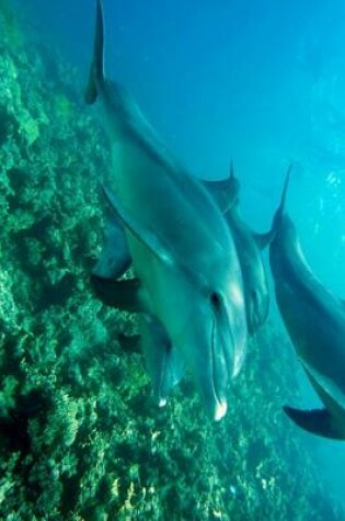 Cover of Dolphins Patrolling the Ocean Reef