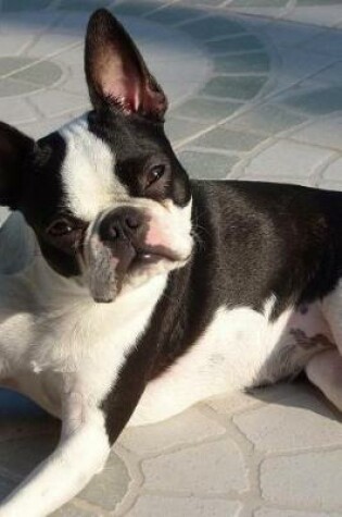 Cover of Boston Terrier Dog Laying on the Tile Journal