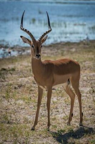 Cover of An African Male Impala Antelope on a River Bank Journal