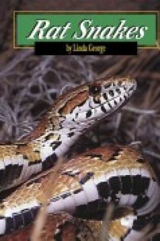 Cover of Rat Snakes