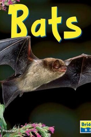 Cover of Bats