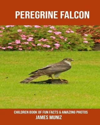 Book cover for Peregrine Falcon