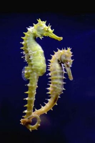 Cover of A Seahorse Pair in the Aquarium