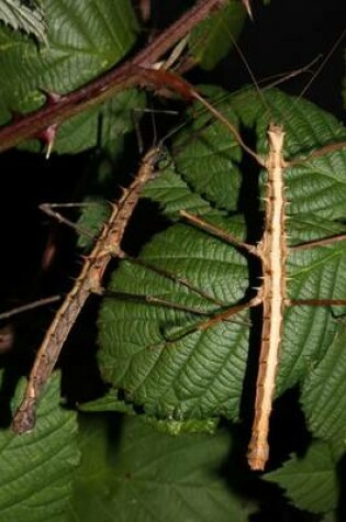 Cover of Acanthomenexenus Polyacanthus Insect Walking Stick