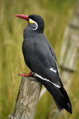 Book cover for Inca Tern Journal